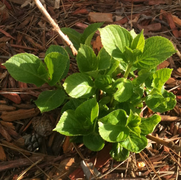 Spotting Image 1