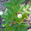 Wild Strawberry