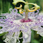 Passionflower