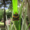 Lichen Moth
