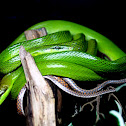 Red-tailed Green Ratsnake