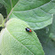 Leaf Beetle