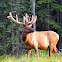 Elk