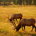 Elk