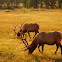 Elk