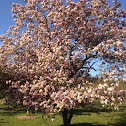 Crabapple