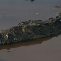 American Crocodile