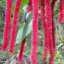 Philippines Medusa (or Giant Chenille Plant or Red Hot Cat's Tail)