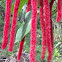 Philippines Medusa (or Giant Chenille Plant or Red Hot Cat's Tail)