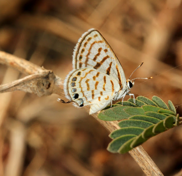 Spotting Image 1