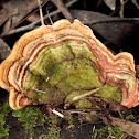 Turkey Tail