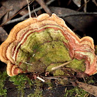 False Turkey Tail