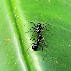 ants