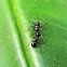 ants