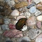 Green June Beetle