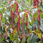 Chenille plant