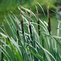 Cattail