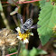 Leaf cutter bee