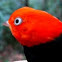 Red-capped manakin