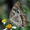 White Peacock
