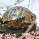 Red-eared slider (older male)