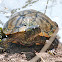Red-eared slider (older male)