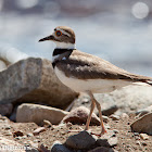 Killdeer