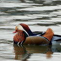 Mandarin Duck