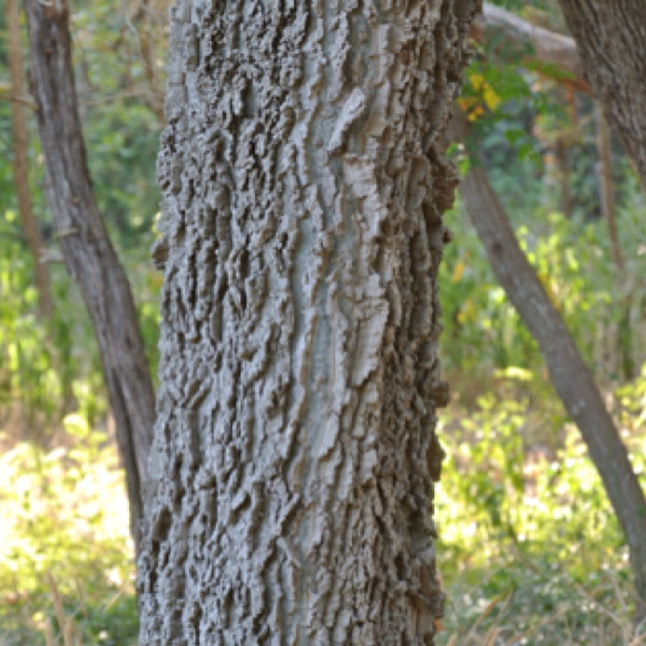 Spotting Image 1