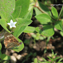 uncertain butterfly