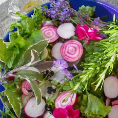 Elizabethan English Herb and Flower Salad With Honey Dressing