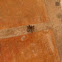 Wolf Spider