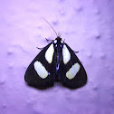 Moth