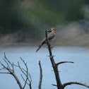 Flicker