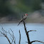 Flicker