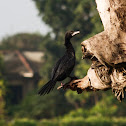 Little Cormorant