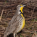 Western Meadowlark