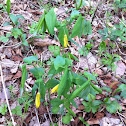Bellwort
