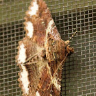 Lunate Zale moth