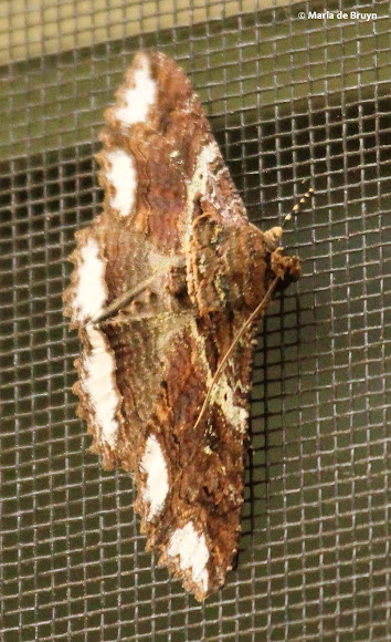 Spotting Image 1