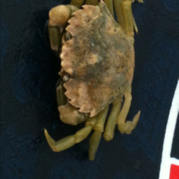 Spotting Image 1