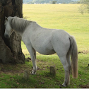 horse