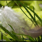 bird feather