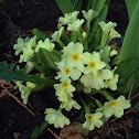Primrose