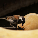 Cape Sparrow