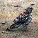 Red Shouldered Hawk