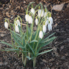 Snowdrop - Galanthus nivalis