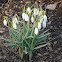 Snowdrop - Galanthus nivalis