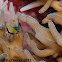 Black bar Chromis