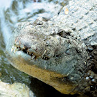 Crocodile